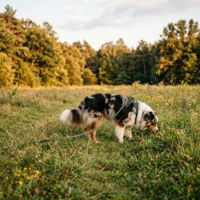 Australian Shepherd on sniff walk in grassy field