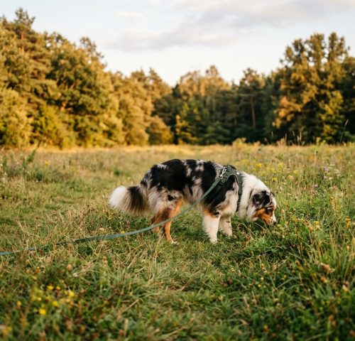 Australian Shepherd on sniff walk in grassy field