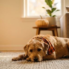 Calm dog on Halloween