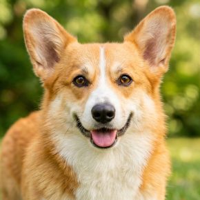 Corgi with relaxed body language looking at camera