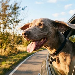 Weimaraner with head out car window on road trip