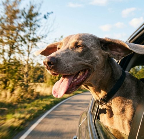 Weimaraner with head out car window on road trip