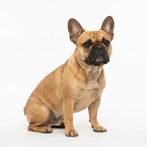 fawn French Bulldog sitting showing bat ears and compact build