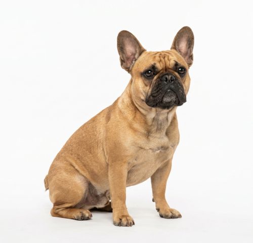 fawn French Bulldog sitting showing bat ears and compact build